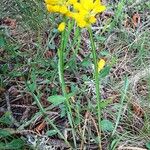 Genista sagittalis Hábito