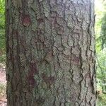 Abies grandis Hoditra