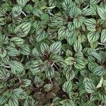 Peperomia albovittata Ліст