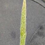 Gastridium ventricosum Flor