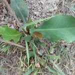 Limonium scoparium Leaf