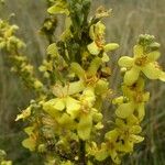 Verbascum lychnitis Virág