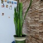 Sansevieria hyacinthoides Blad