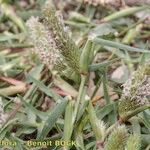 Crypsis schoenoides Habit