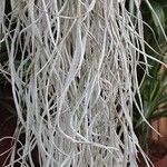 Tillandsia usneoides Levél