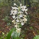 Calanthe triplicata Kukka