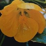 Abutilon spp. Flower