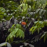 Saraca indica Hábito