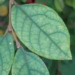 Stewartia pseudocamellia Folla