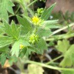 Ranunculus parviflorus Leaf