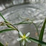 Ludwigia torulosa Flower