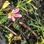 Gypsophila muralis Цветок