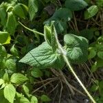 Thladiantha dubia Leaf