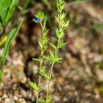 Veronica dillenii Habitus