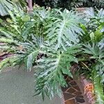 Philodendron bipinnatifidum موطن