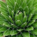 Agave victoriae-reginae Leaf