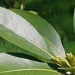 Lithocarpus edulis Leaf