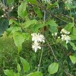 Clematis ligusticifolia 花