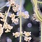 Cissampelos pareira Flower