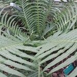 Blechnum brasiliense Fuelha