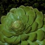 Aeonium undulatum Кора