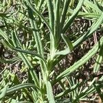 Lavandula pedunculata Blatt