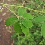 Mimosa albida Blad