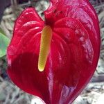 Anthurium andraeanum Flower