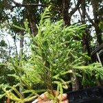 Dacrydium lycopodioides Habitus