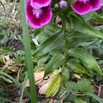 Dianthus barbatus Leaf