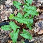 Arum maculatum Foglia