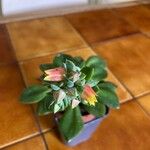 Echeveria elegans 花