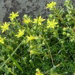 Saxifraga aizoides Costuma