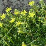 Saxifraga aizoides Συνήθη χαρακτηριστικά