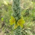 Verbascum thapsus Květ
