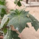 Solanum mammosum Foglia