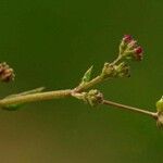 Boerhavia repens 花