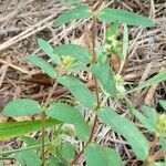 Euphorbia hyssopifolia आदत