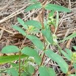 Euphorbia hyssopifolia Habitus