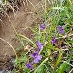 Pinguicula grandiflora Flower