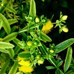 Hypericum kalmianum Fruto