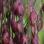 Panicum miliaceum Fruit