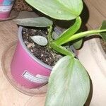 Philodendron hastatum List