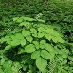 Aralia racemosa Habit