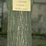 Juglans cinerea Bark