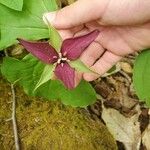 Trillium erectumফুল