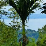 Areca catechu Leaf