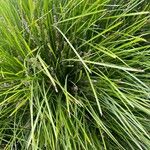 Lomandra longifolia Hoja