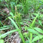 Carex scabrata Hábito