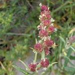 Atriplex littoralis 花